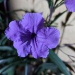 Ruellia simplex花