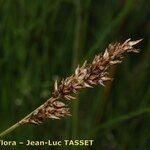 Carex appropinquata Kukka