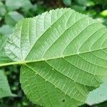 Tilia platyphyllosBlad