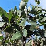 Angophora hispida Blad