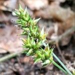 Carex spicata Froito