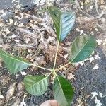 Tabebuia rosea Leaf