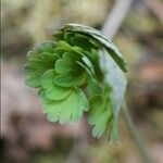 Thalictrum occidentale Hoja