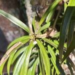 Podocarpus henkelii Fruit