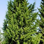 Cupressus sempervirens Tervik taim