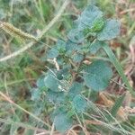 Trianthema portulacastrum Leaf