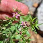 Centaurium pulchellum Flower