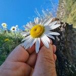 Leucanthemum monspeliense Çiçek