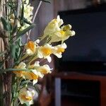 Linaria supina Цветок
