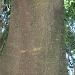 Ficus benjamina Kabuk