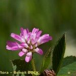 Trifolium resupinatum Flower
