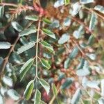 Marcetella moquiniana Likasa