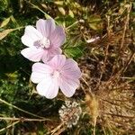 Malva hispanica फूल