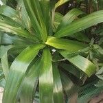 Dracaena angustifolia Deilen