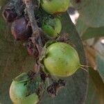 Byrsonima verbascifolia Fruit