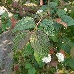 Viburnum plicatumFeuille