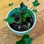 Alocasia Cucullata „Crinkles“Blad