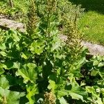 Chenopodium bonus-henricus Квітка