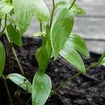 Asparagus asparagoides Blatt