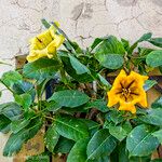 Solandra grandiflora Habitus