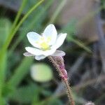 Spergula arvensis Flower