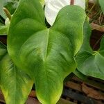 Anthurium andraeanum Φύλλο