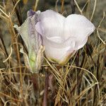 Calochortus flexuosus Blodyn