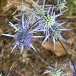 Eryngium creticum ফুল