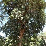 Ficus lutea عادت داشتن