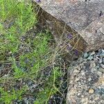 Salvia coahuilensis Hábito