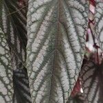 Cissus javana Folha