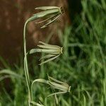 Narcissus viridiflorus 花