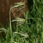 Narcissus viridiflorus Квітка