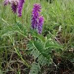 Vicia incana Листок