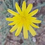 Launaea mucronata Květ