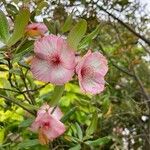 Eucryphia lucida