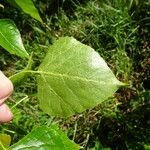 Populus nigra Yaprak