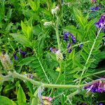 Vicia incana Frunză