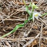 Chlorophytum tuberosum Blatt