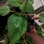 Salvia dorisiana Leaf