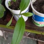 Commelina benghalensis Foglia