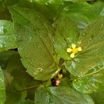 Synedrella nodiflora Flower