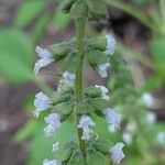 Ocimum americanum Flower