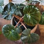 Begonia minor Liść