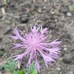 Psephellus bellus Flower