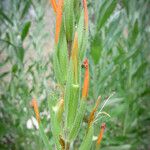 Castilleja minor Rinde