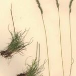 Festuca nigrescens Elinympäristö