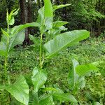 Rumex cristatus Leaf