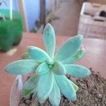 Dudleya greenei Feuille