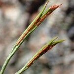 Asplenium septentrionale Bark